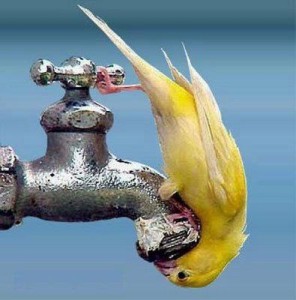Bird on a faucet