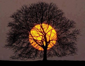 Tree & Sun