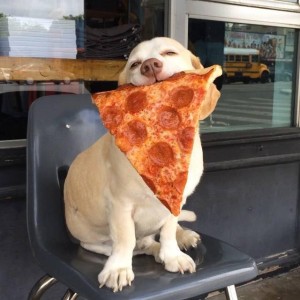 Pizza Dog