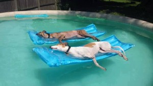 Pool Dogs